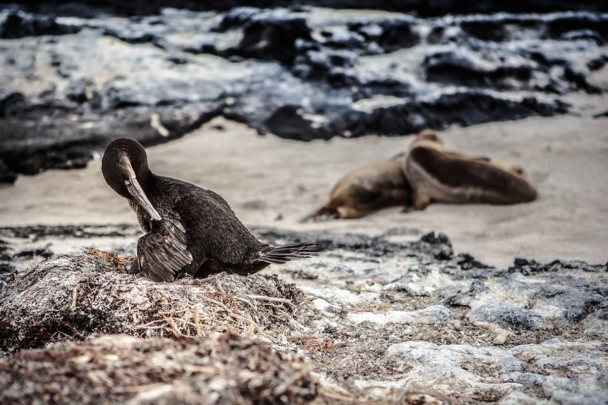 10295070_523701011089571_4744785790310823209_o