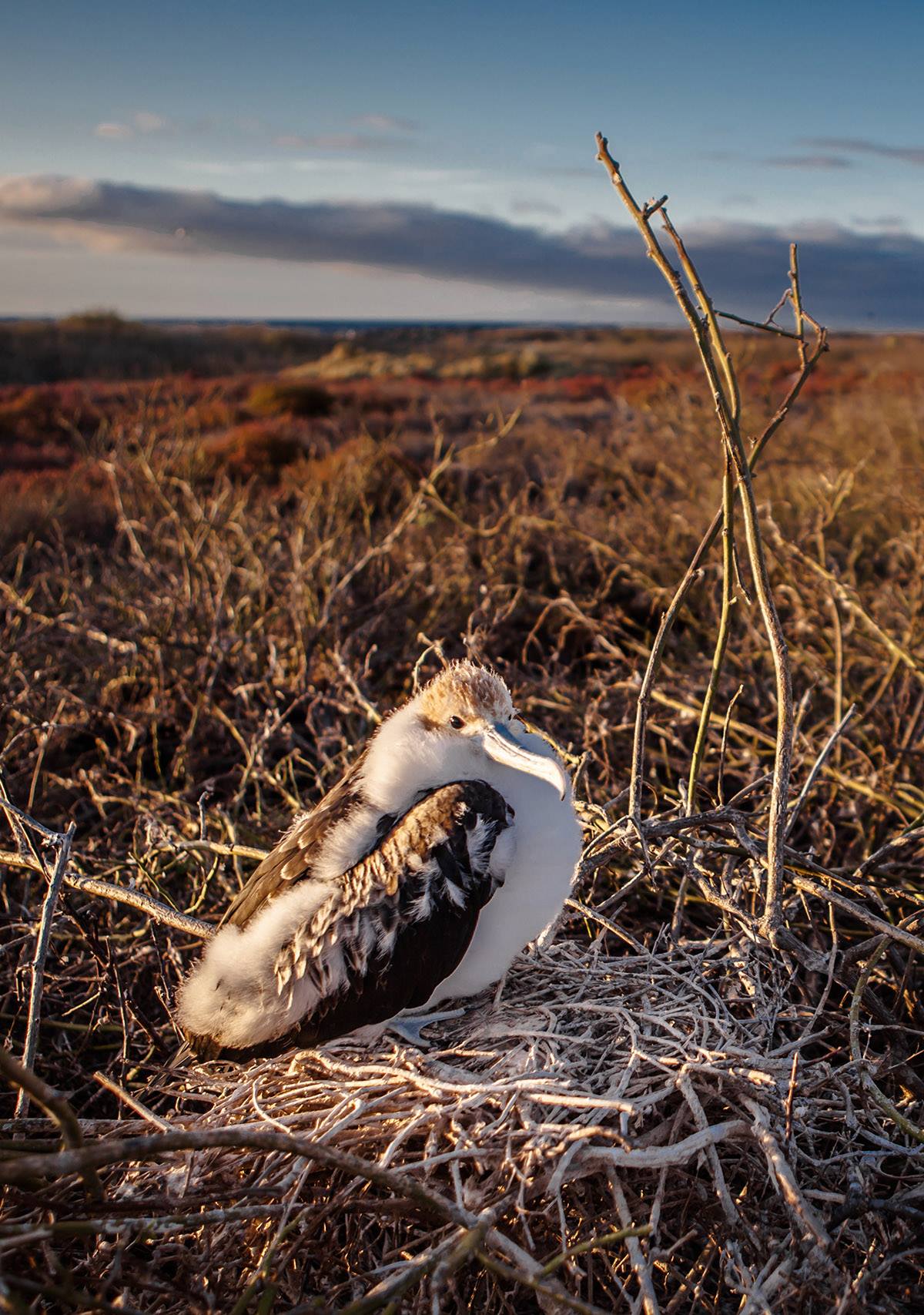 10380550_523692127757126_1244468991872745817_o