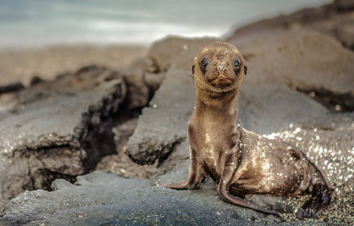 10497213_523675841092088_44970901138917909_o