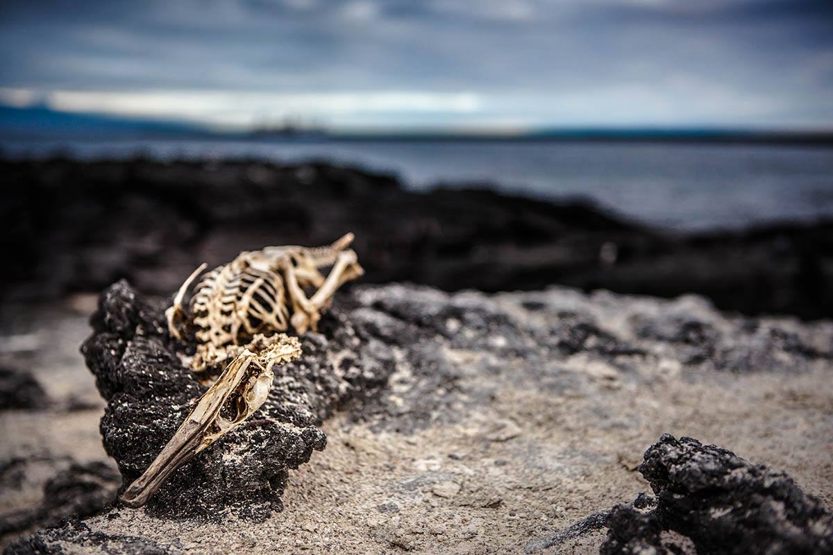 10497383_523700751089597_2416789039068515969_o