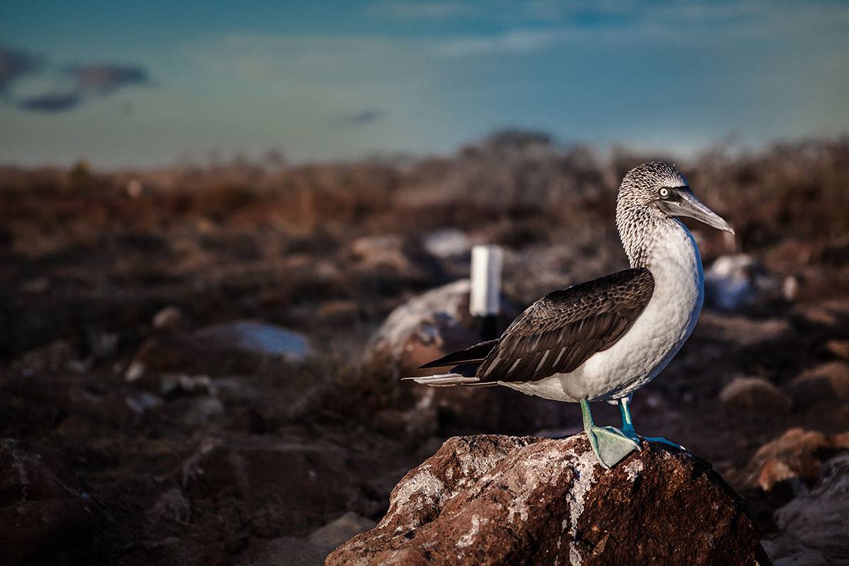 10497891_523696711090001_394321057212307551_o-2